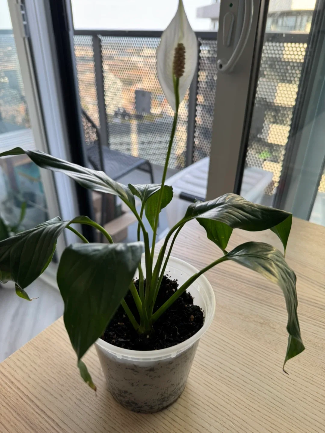 Assorted plants image indicator(6)