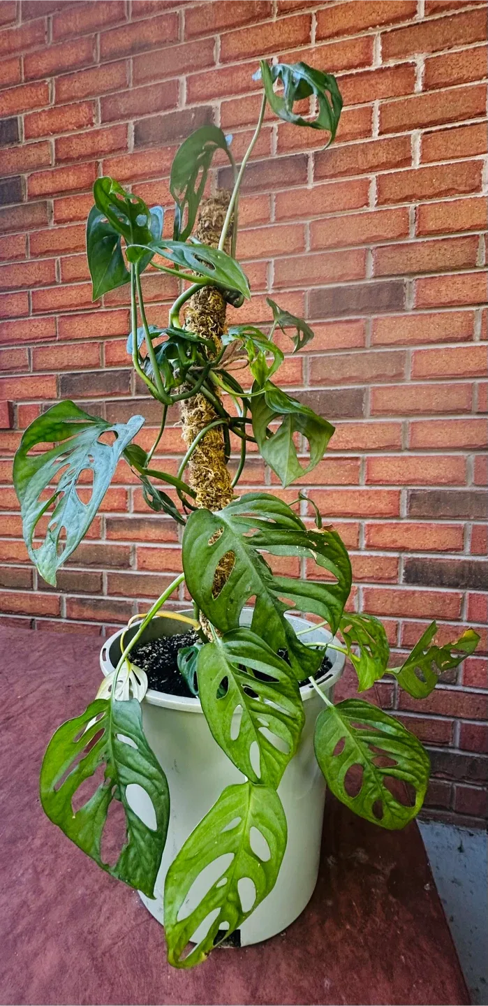 Monstera Adansonii Plant image indicator(2)