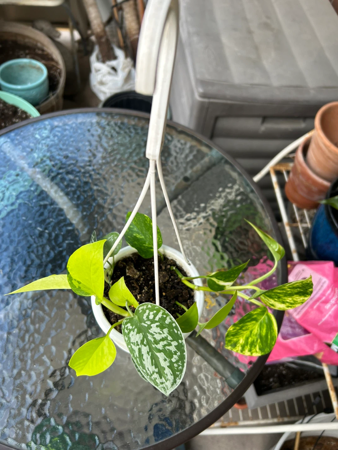 Pothos Assortment in Hanging Planter - photo 3