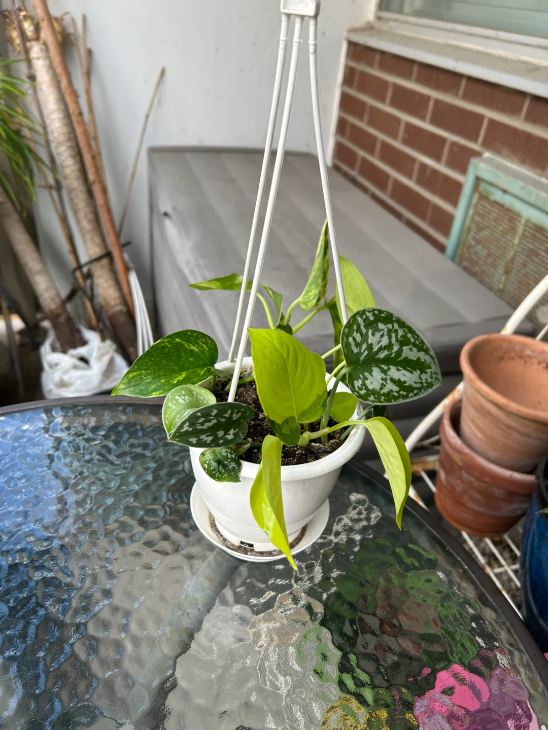 Pothos Assortment in Hanging Planter - photo 2