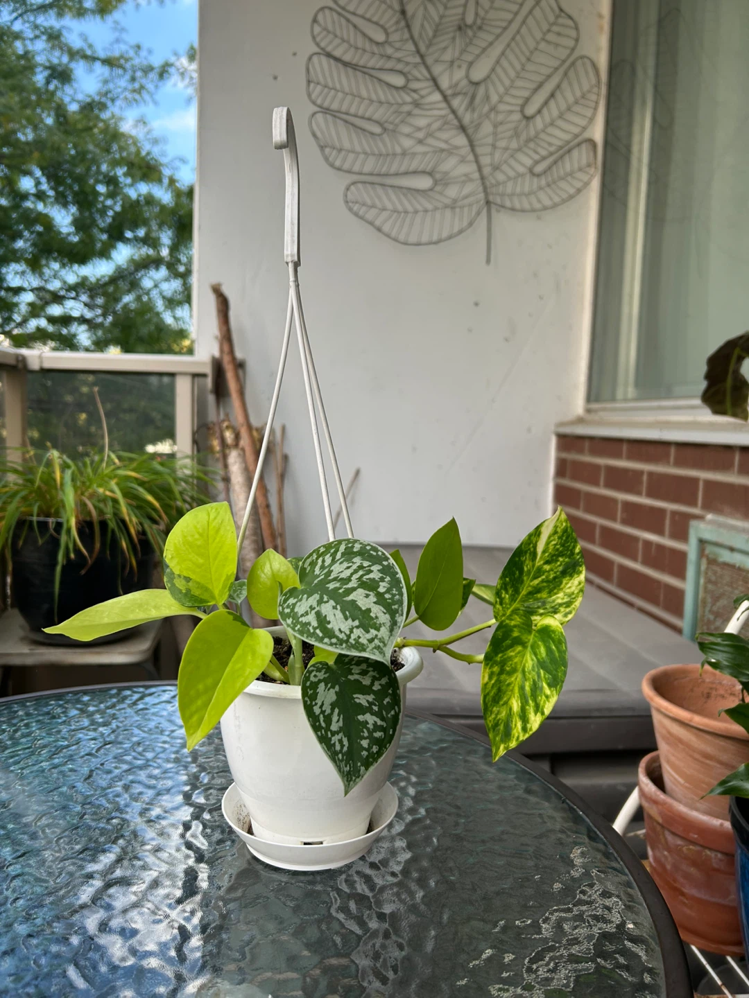 Pothos Assortment in Hanging Planter