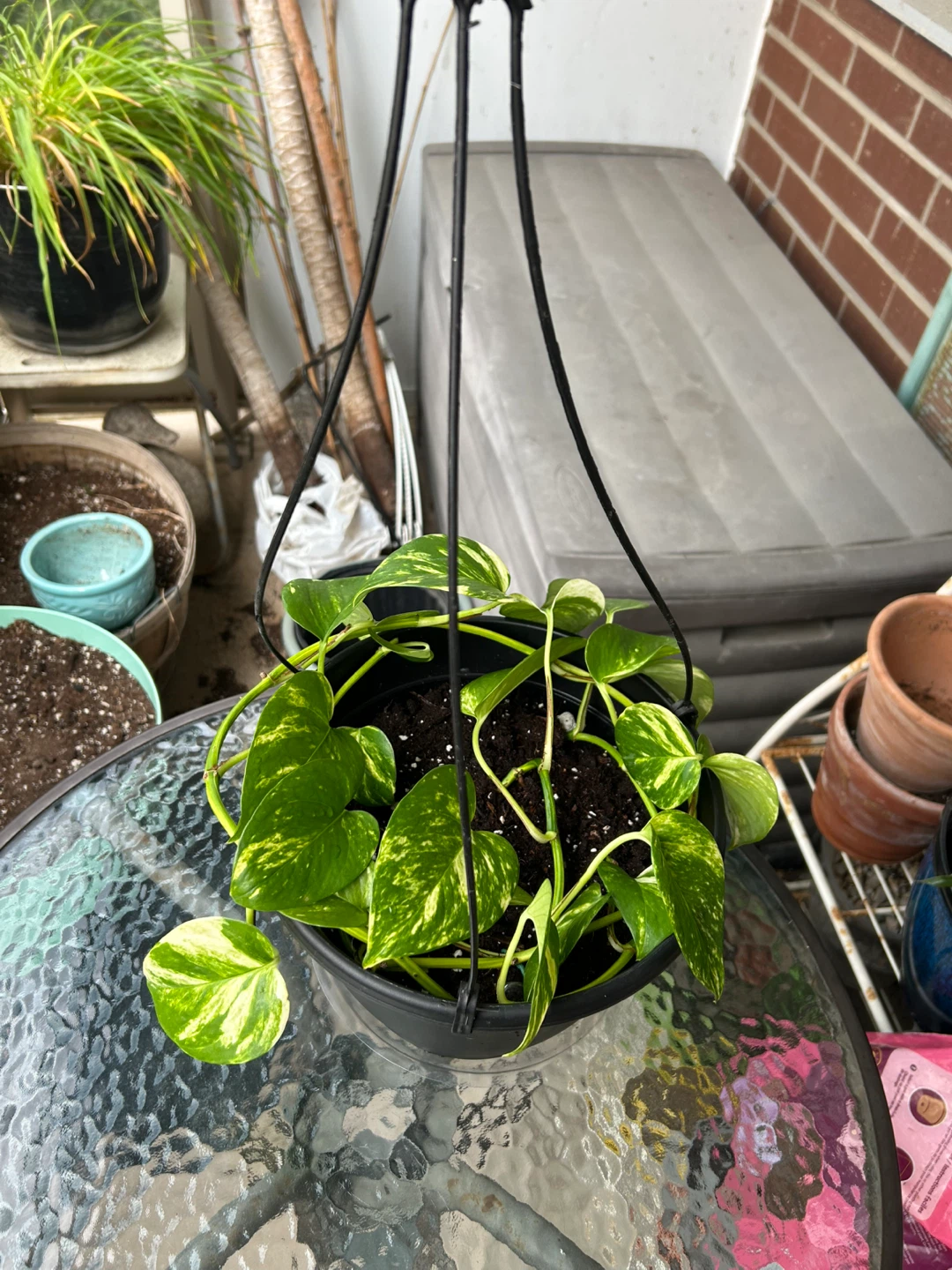 Golden Pothos in Big Hanging Planter