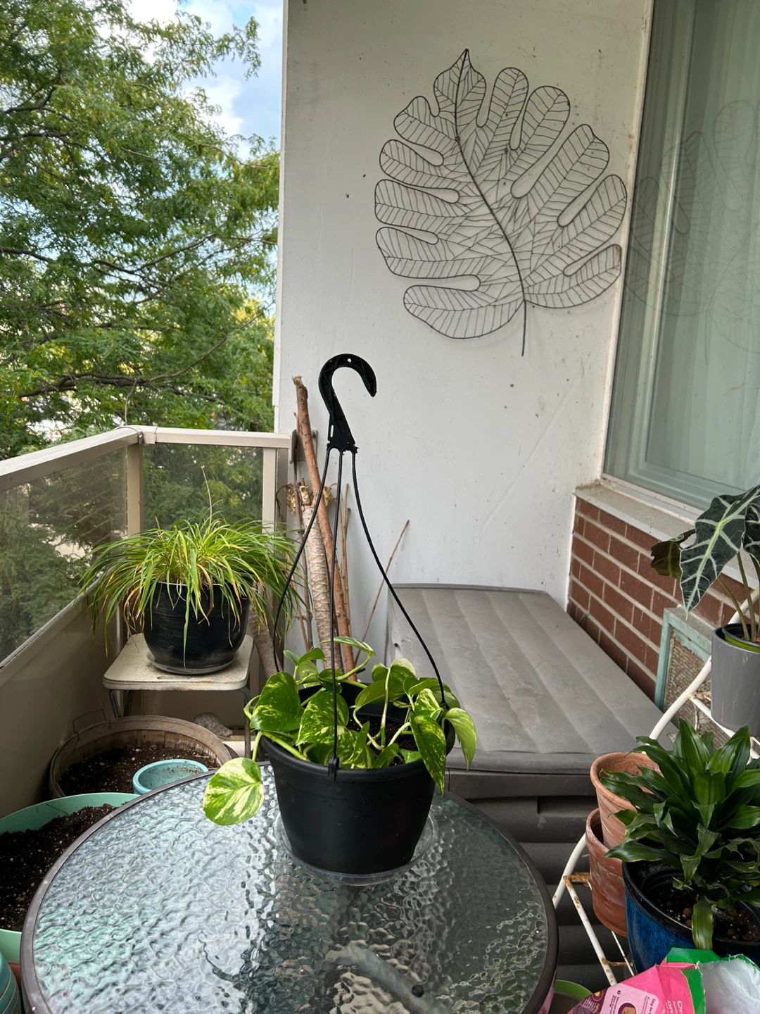 Golden Pothos in Big Hanging Planter - photo 2