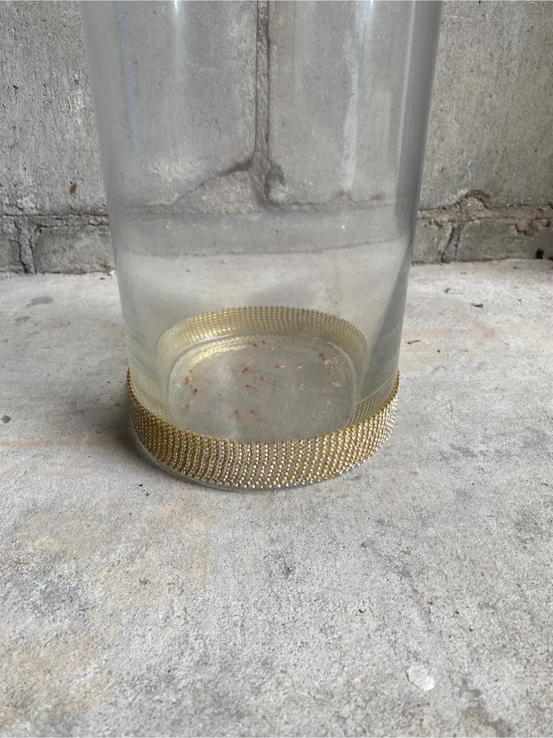Tall Clear Vase with Gold Trim image indicator(4)