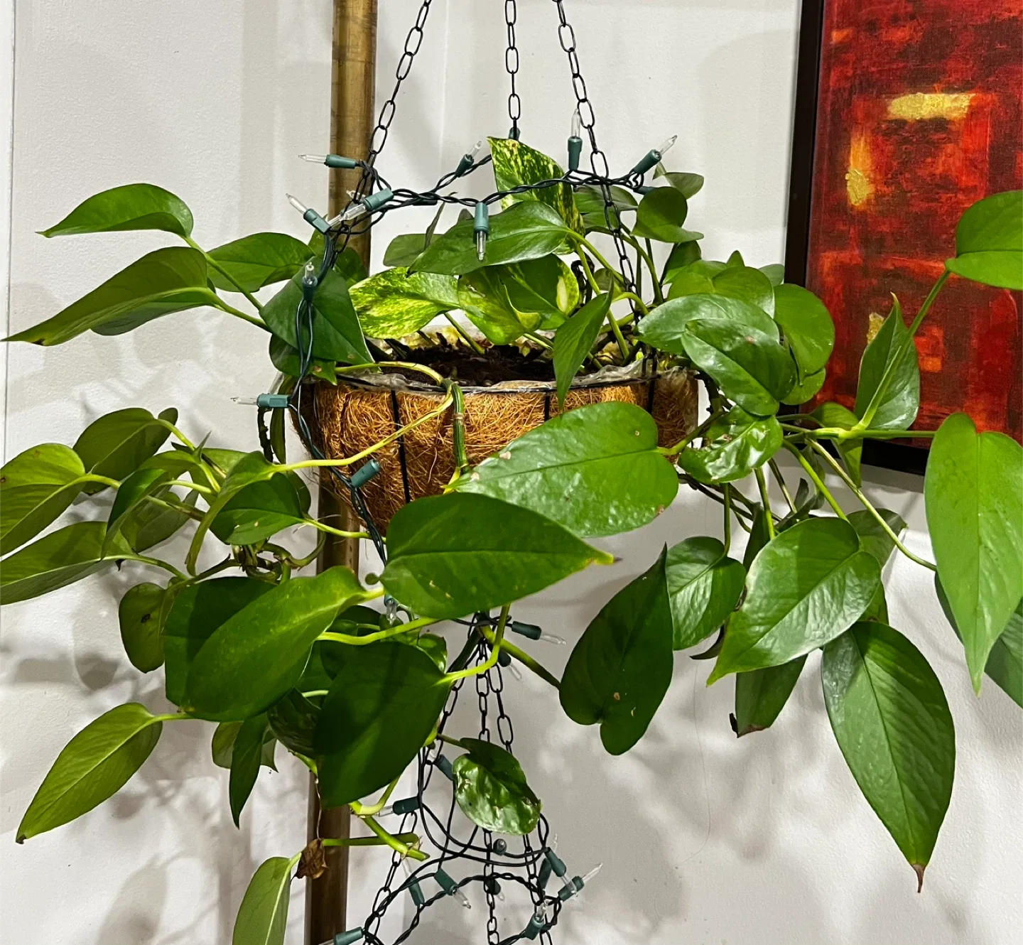 Pothos Plant in Hanging Basket thumbnail