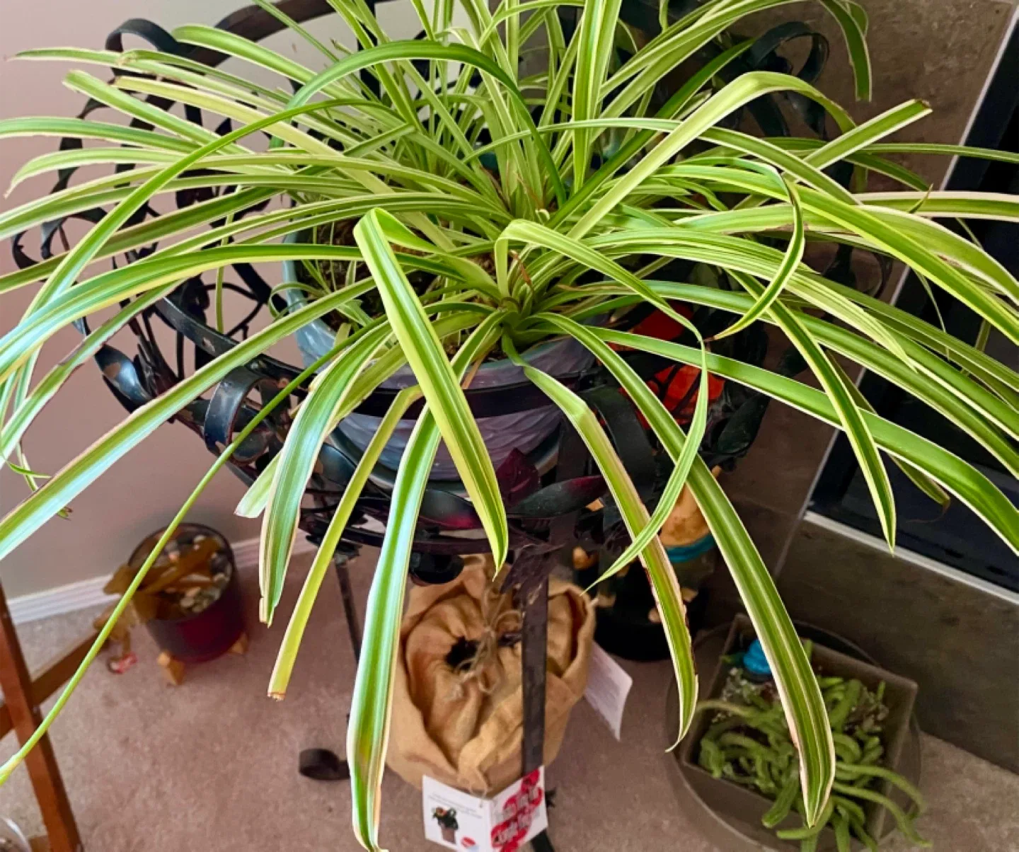 🥕 Spider Plant 🪴 thumbnail