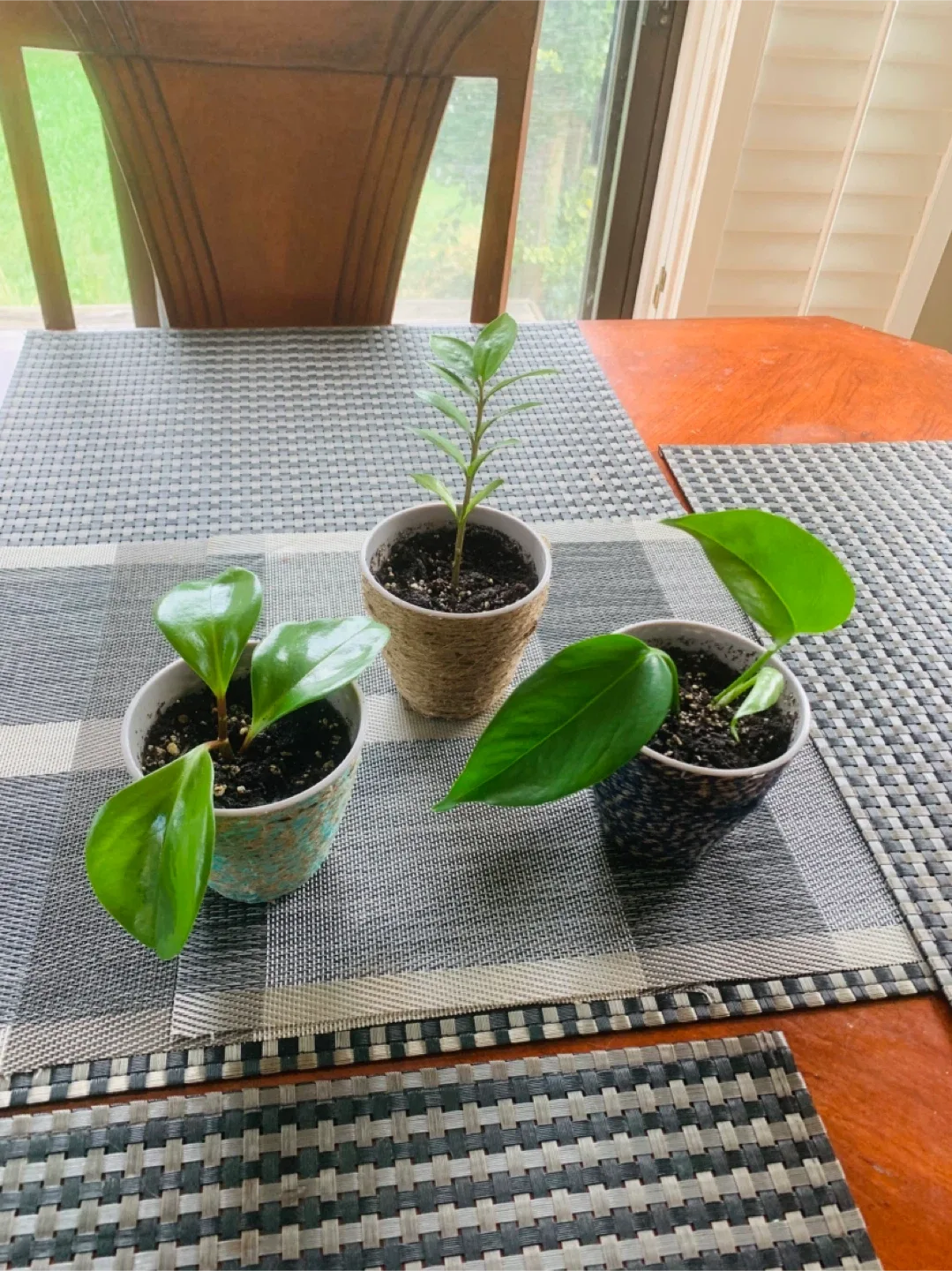 PLANT TRIO SET: Peperomia, Philodendron, ZZ Plant thumbnail