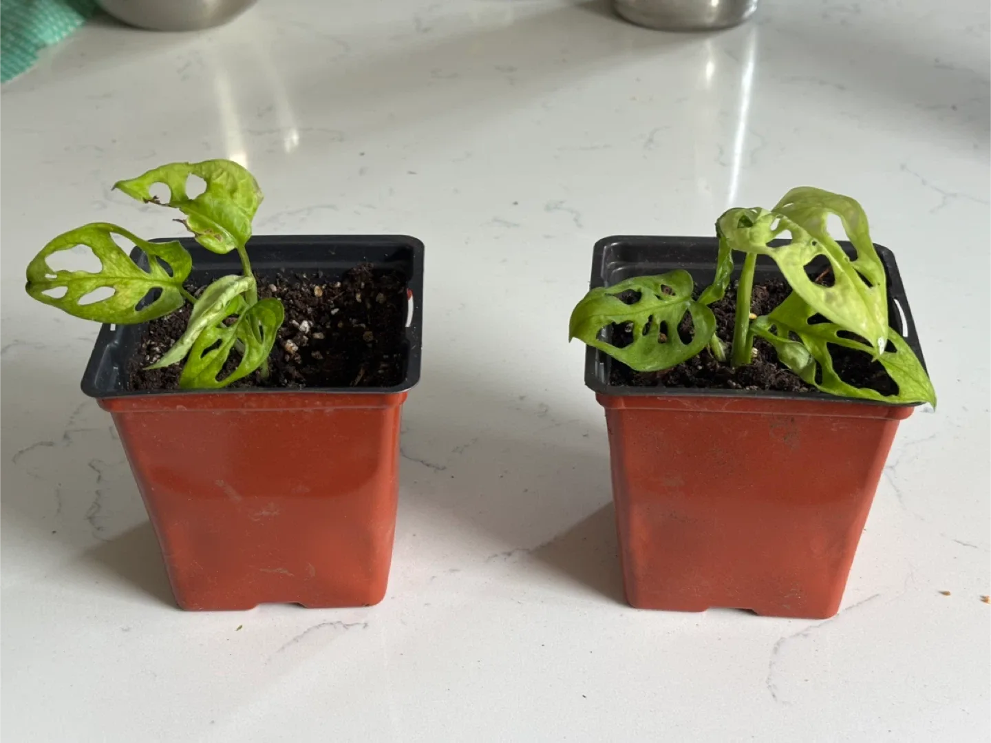 Monstera Adansonii Swiss Cheese Plant image indicator(2)