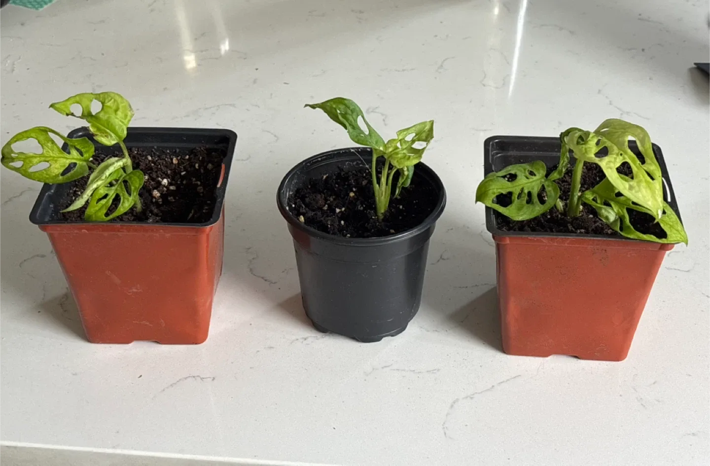 Monstera Adansonii Swiss Cheese Plant image indicator(3)