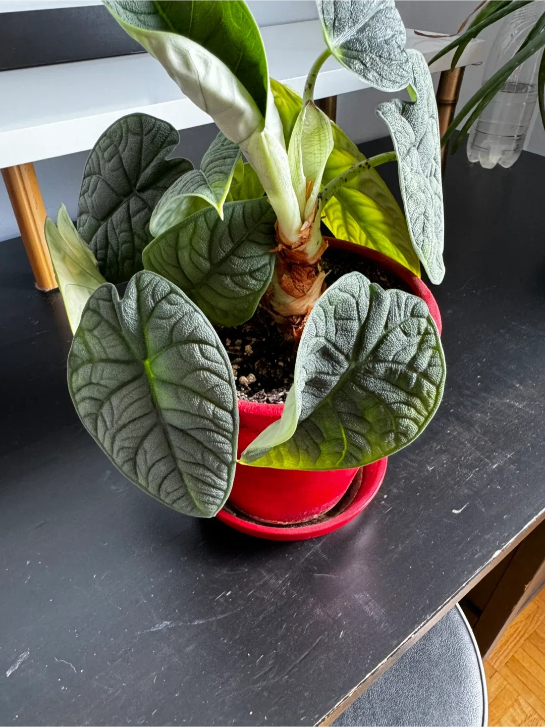 Alocasia Dragon Scale Plant thumbnail
