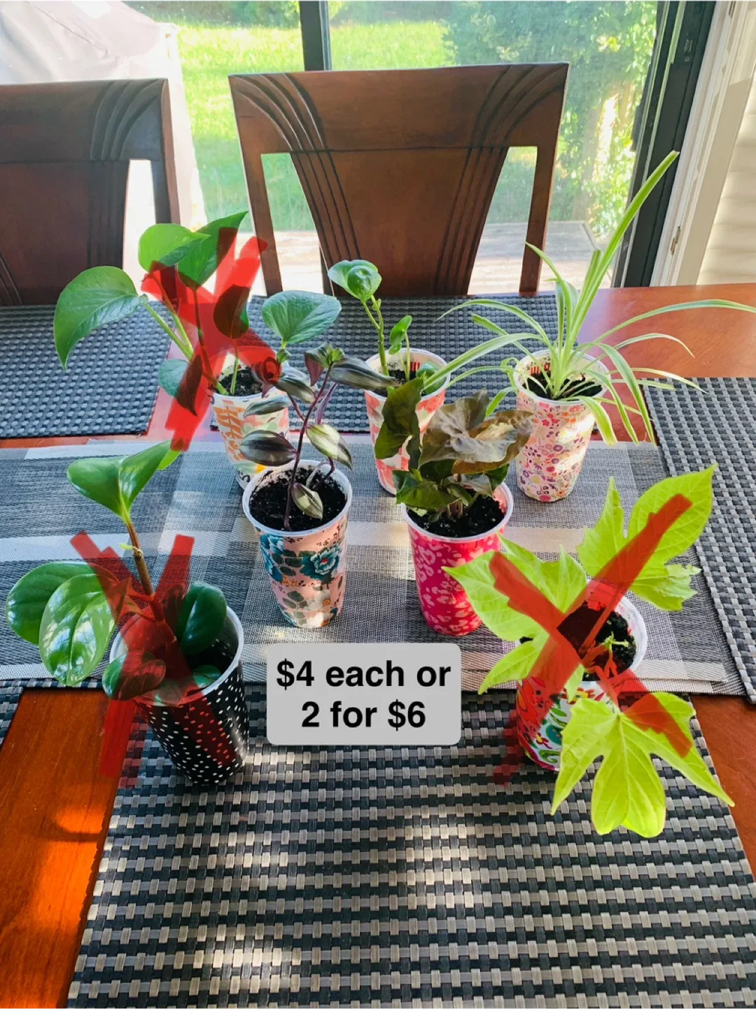 PLANT SALE: Pothos, Peperomia, Spider, Nanouk, Vine, Arrowhead thumbnail