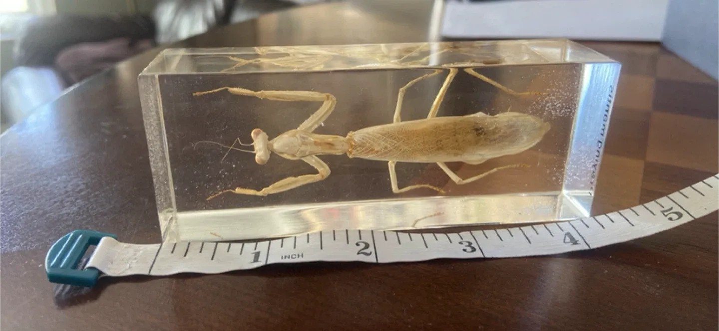 Praying Mantis Specimen in Acrylic Block image indicator(3)