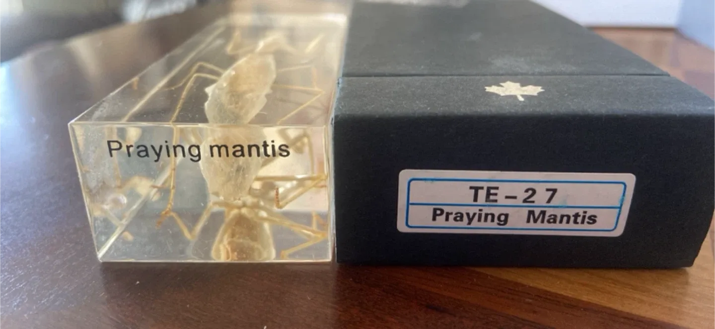 Praying Mantis Specimen in Acrylic Block image indicator(2)