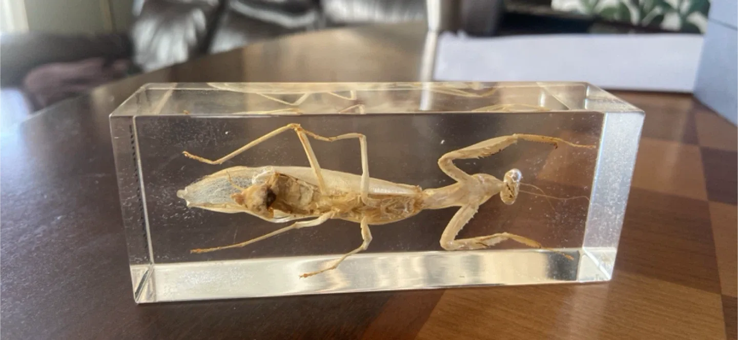 Praying Mantis Specimen in Acrylic Block image indicator(4)