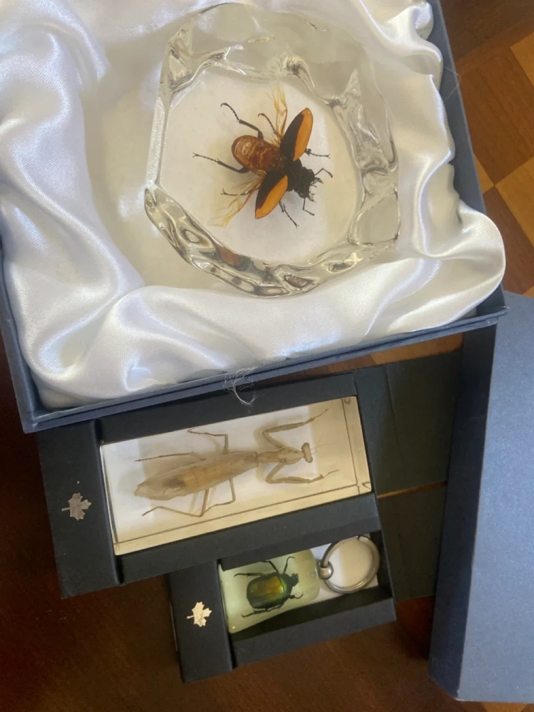 Flying Stag Beetle in resin image indicator(3)