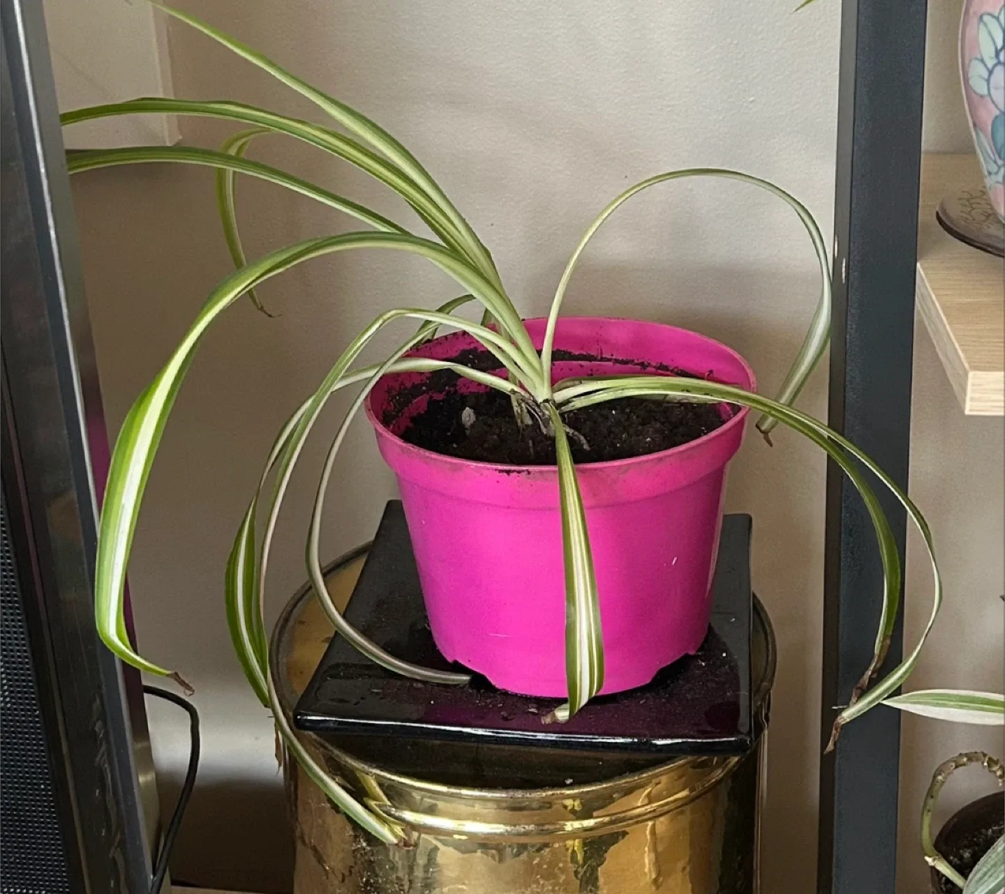 Spider Plant in Pink Pot