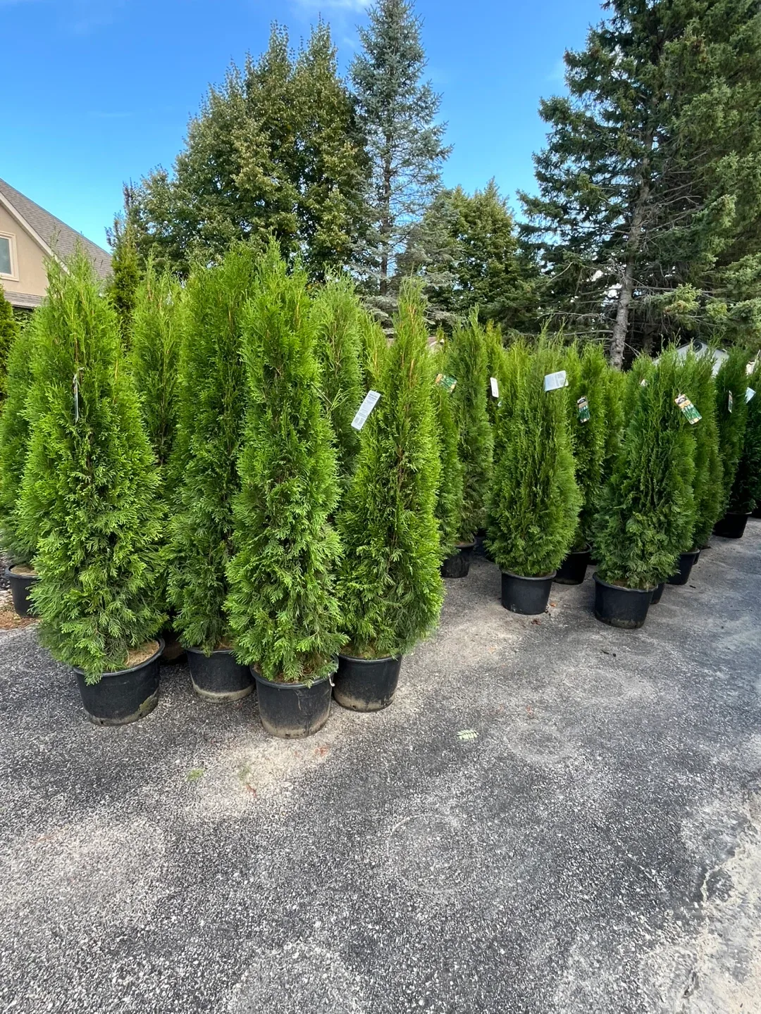 Emerald Cedar 6-7 cash n Carry image indicator(2)