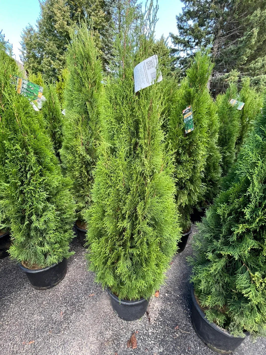 Emerald Cedar 6-7 cash n Carry