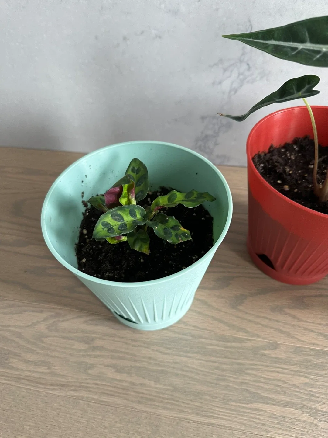 Three potted houseplants image indicator(2)