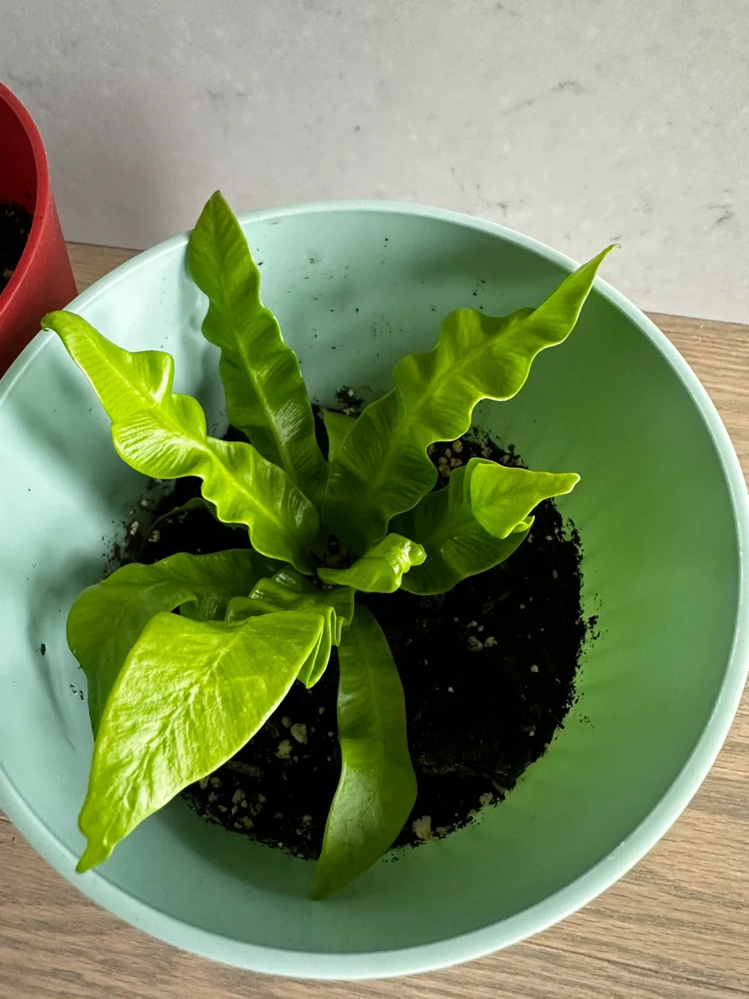 Three potted houseplants image indicator(3)