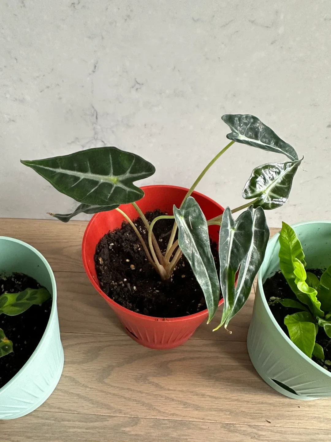 Three potted houseplants image indicator(4)