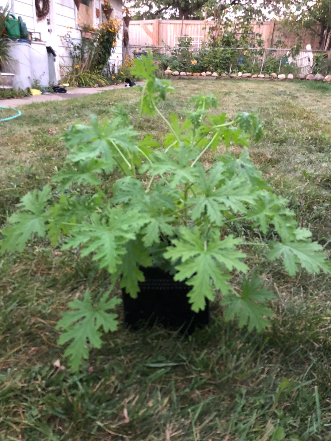 Lemon Scented Geranium/Citronella Plant with Black Pot. thumbnail