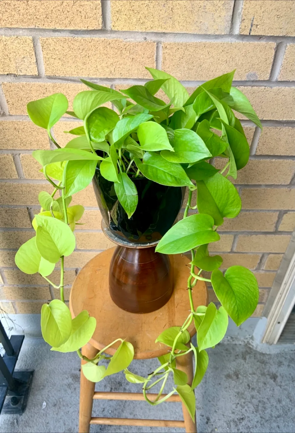 Neon Pothos Plant in ceramic 6” pot thumbnail