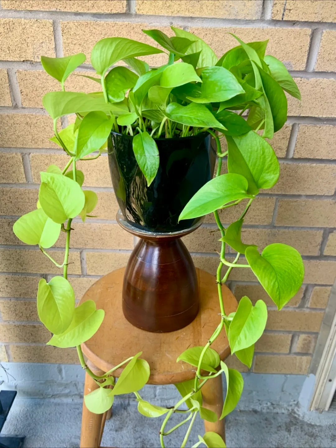 Neon Pothos Plant in ceramic 6” pot image indicator(2)