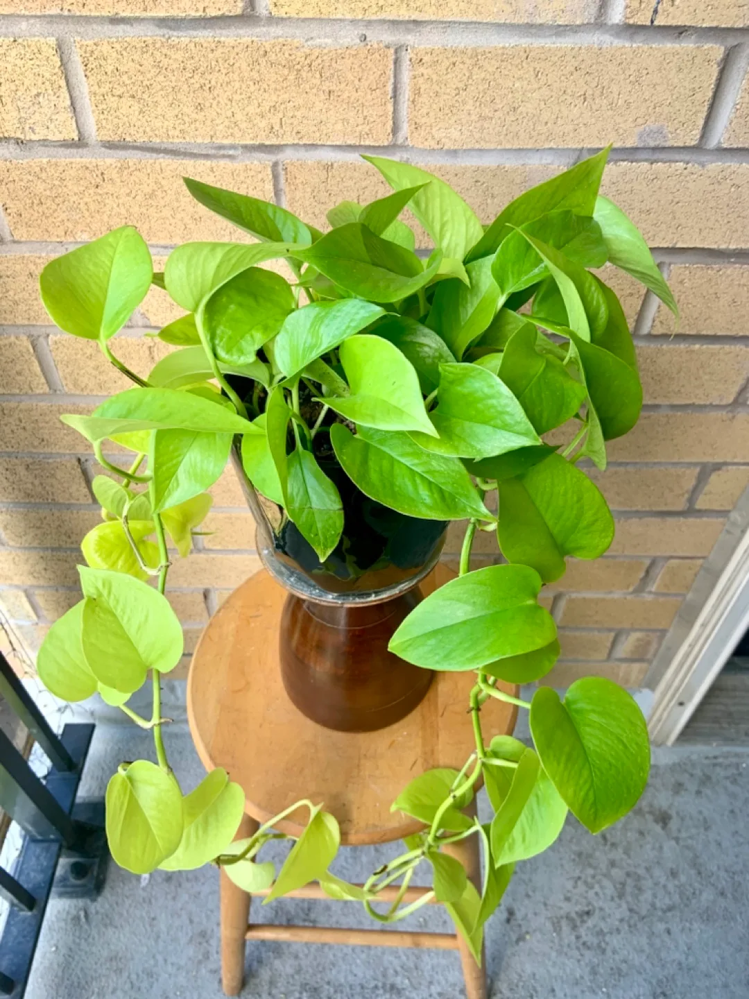 Neon Pothos Plant in ceramic 6” pot image indicator(3)