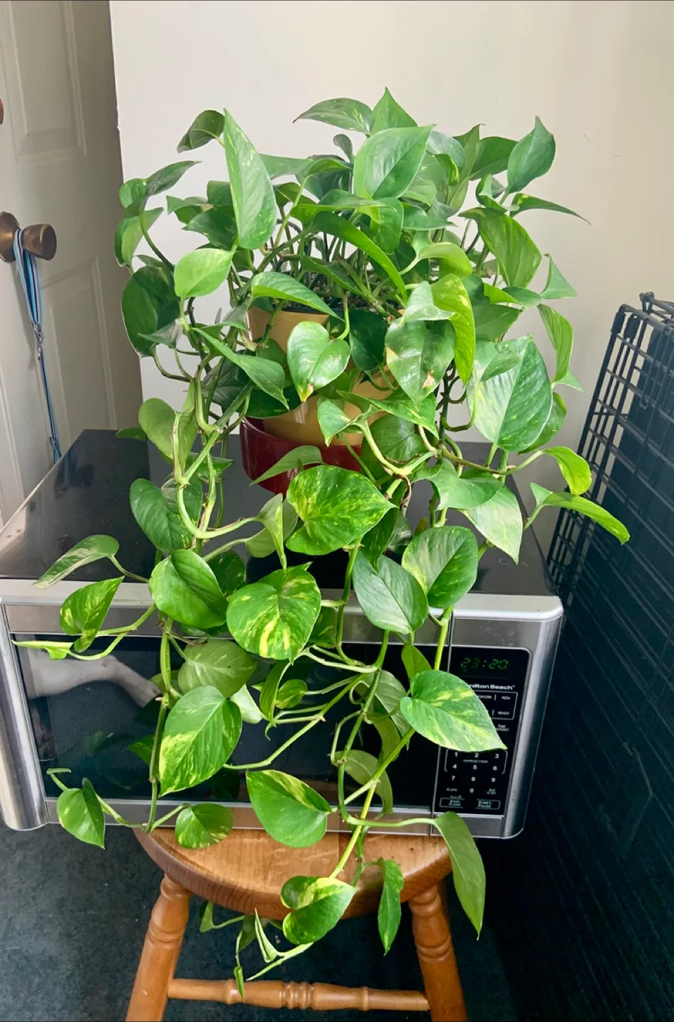 Healthy Money Pothos Plant in ceramic pot thumbnail