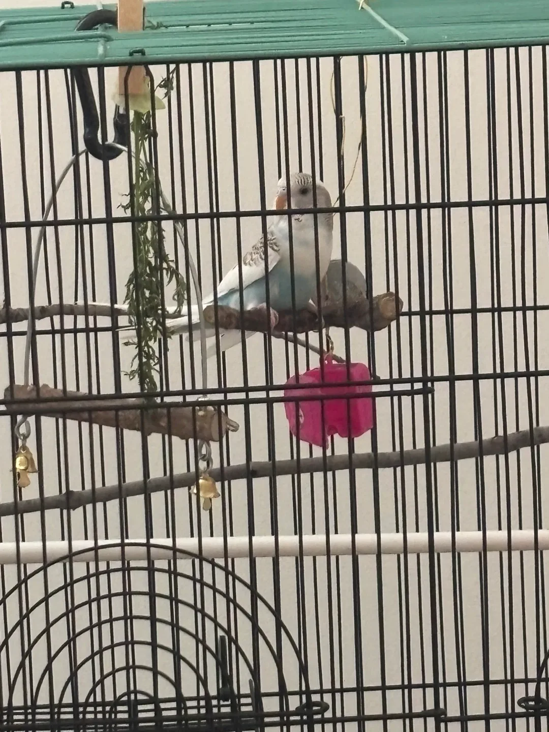 Bird cage thumbnail