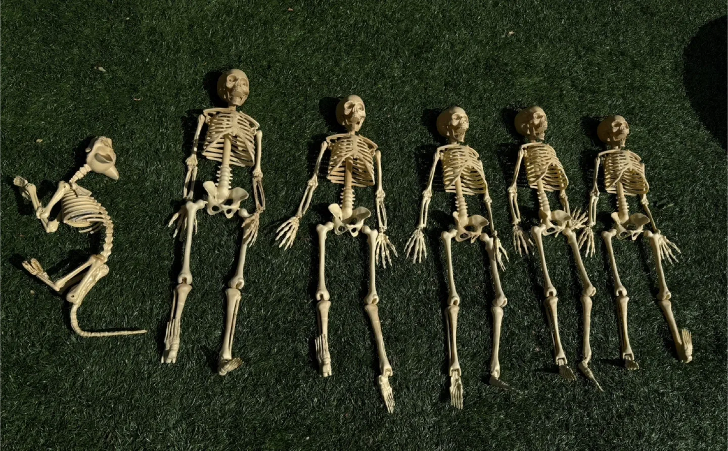 Halloween Skeleton Decorations thumbnail