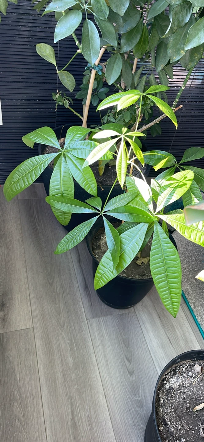 Potted Plant