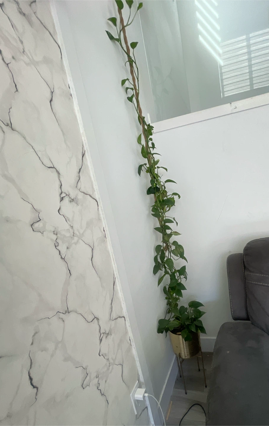 Potted Golden Pothos Plant with Climbing Pole