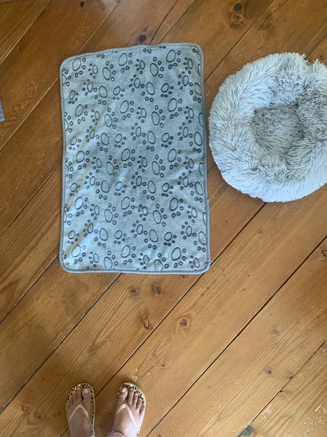 Cat bed image indicator(3)