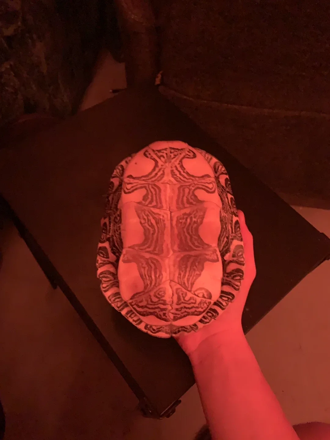Real Turtle Shell image indicator(2)