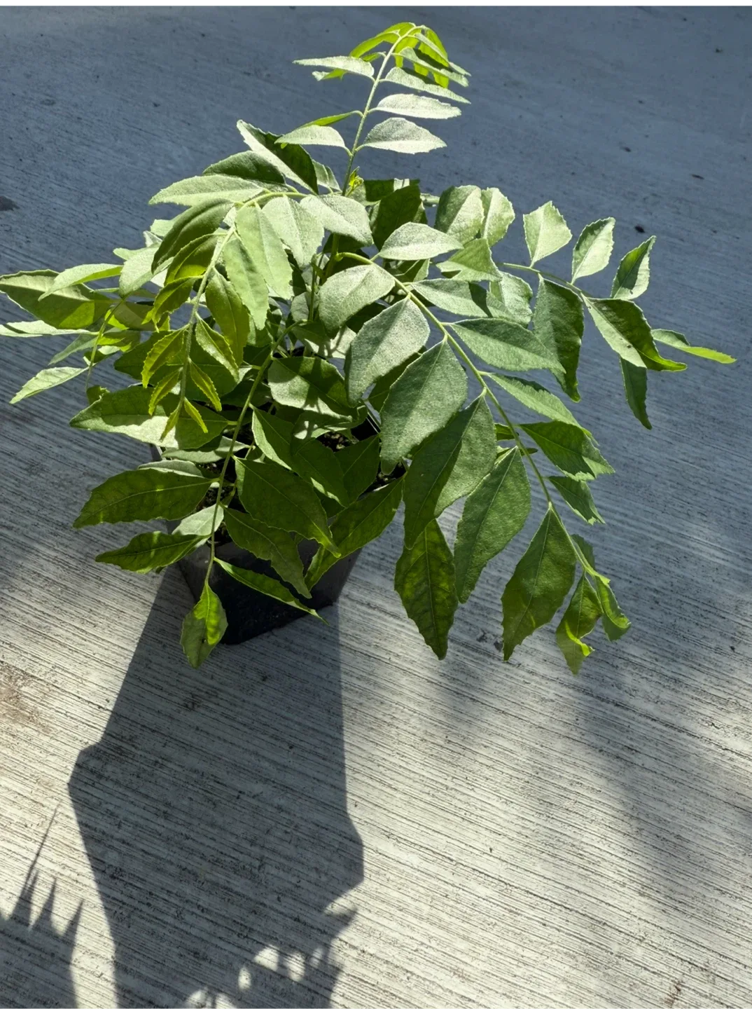 Curry Leaf Plant