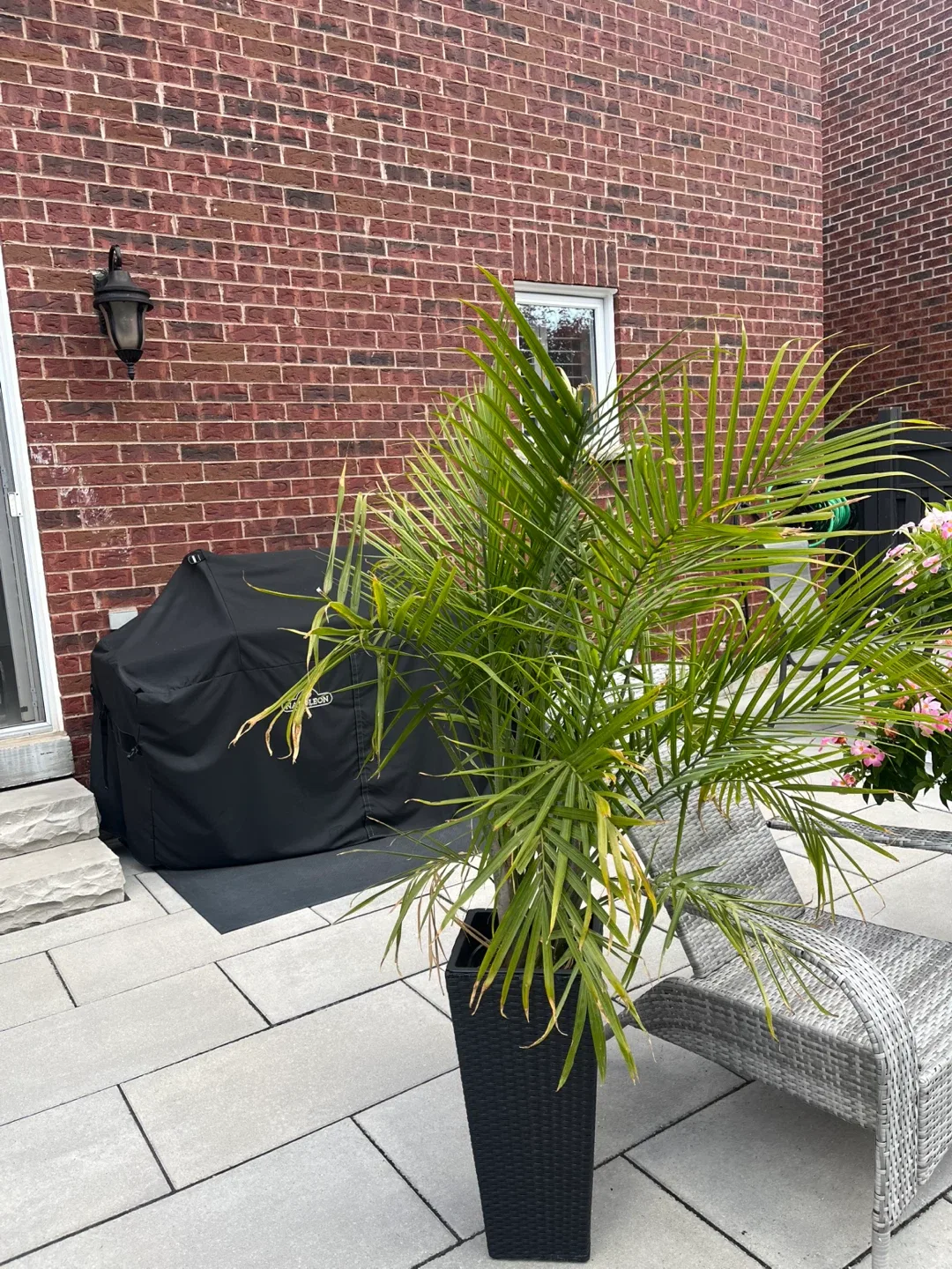 Two Palm Trees Available for Immediate Sale image indicator(2)