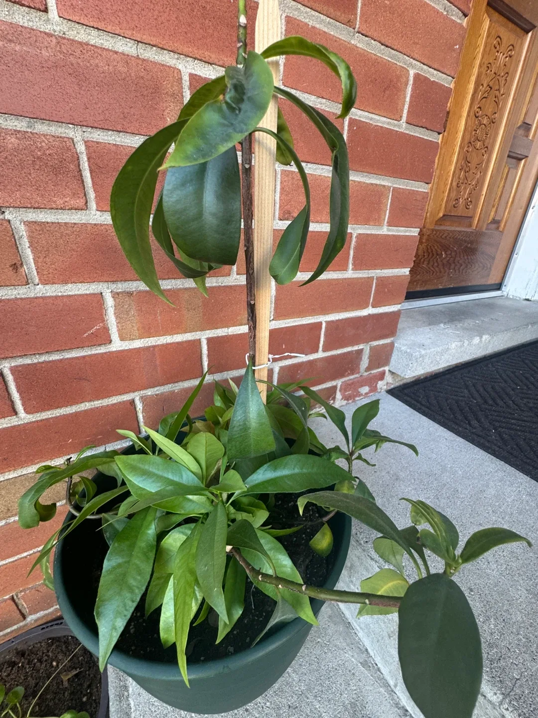 Potted Healthy House Plant thumbnail