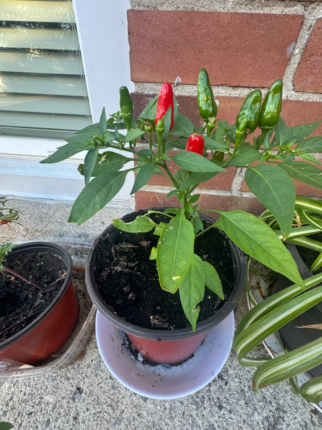 Potted Chili Pepper Plant thumbnail
