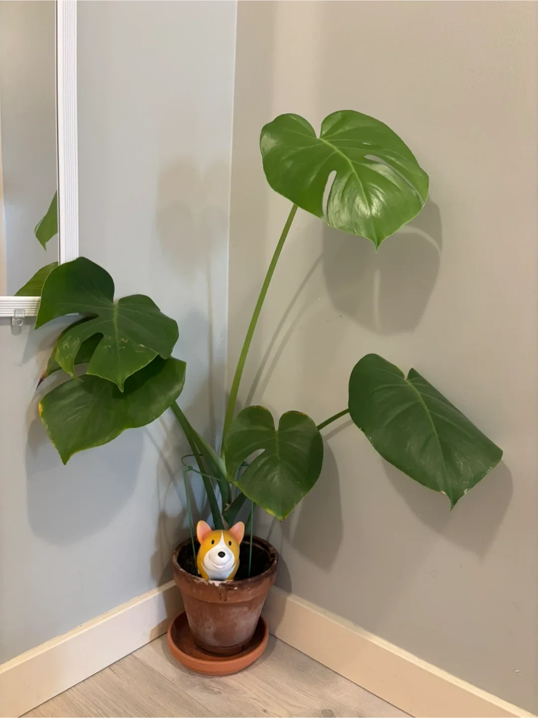 Monstera Plant thumbnail