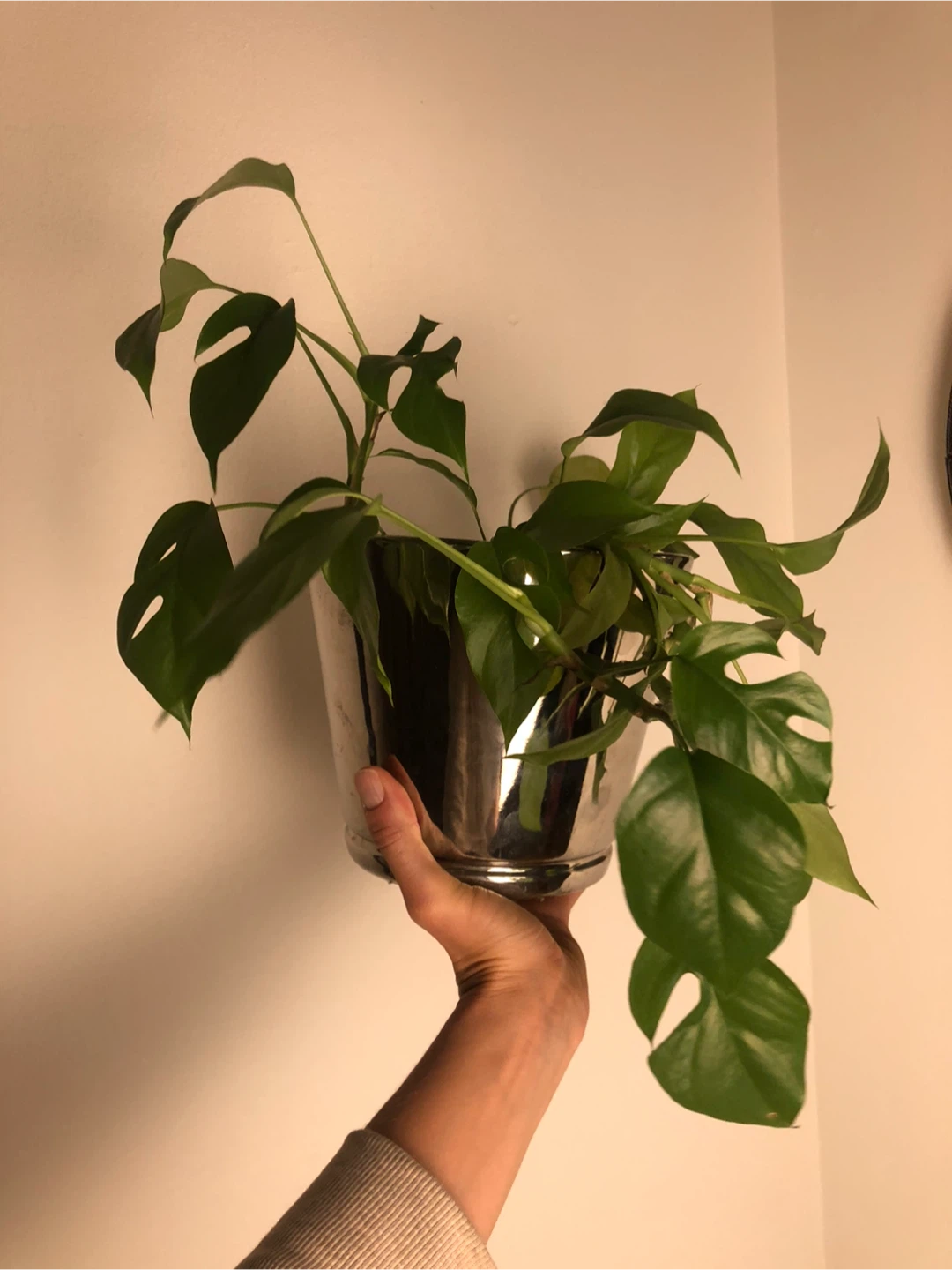 Potted mini Monstera Plant