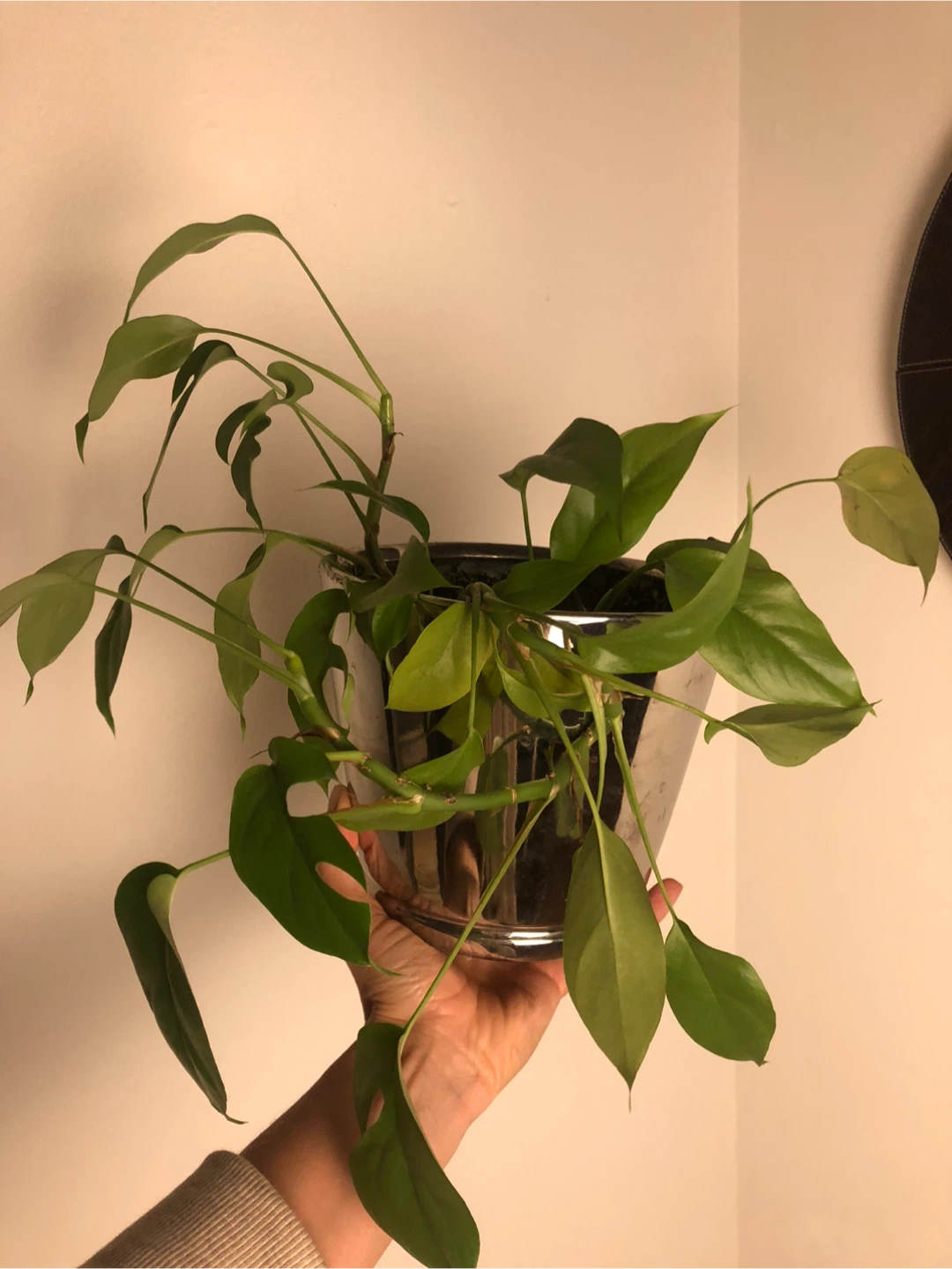 Potted mini Monstera Plant - photo 3