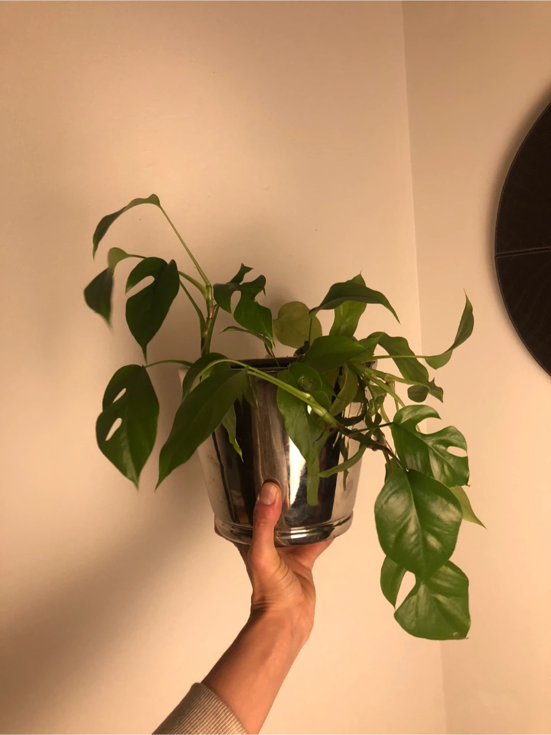 Potted mini Monstera Plant - photo 2