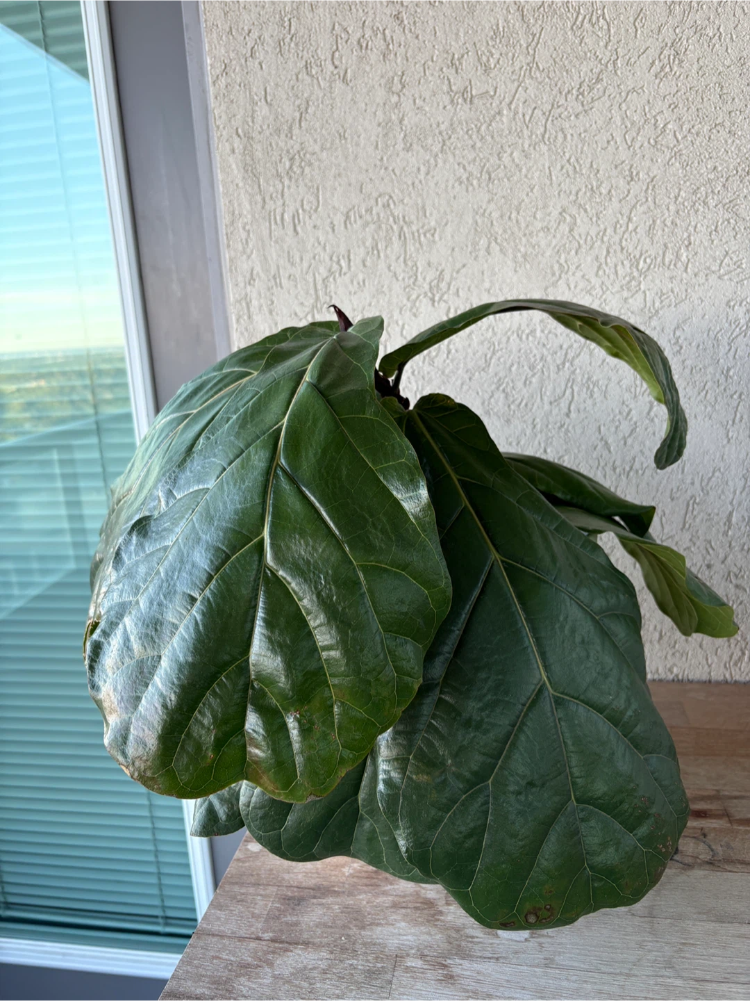 Fiddle Leaf Fig Plant - photo 4