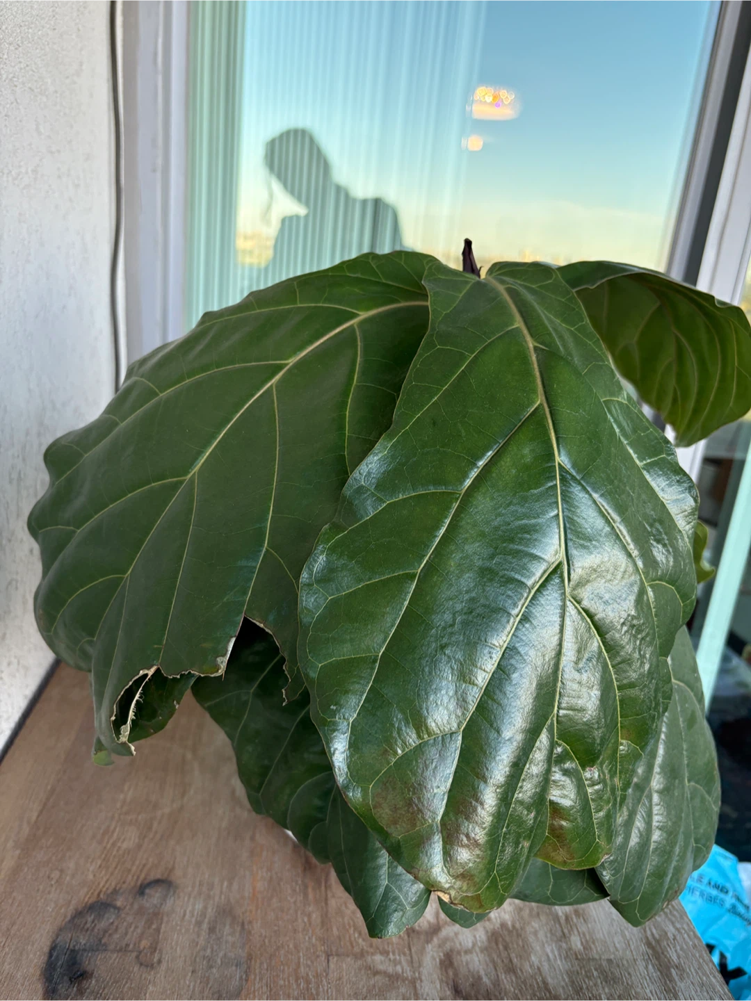 Fiddle Leaf Fig Plant - photo 3