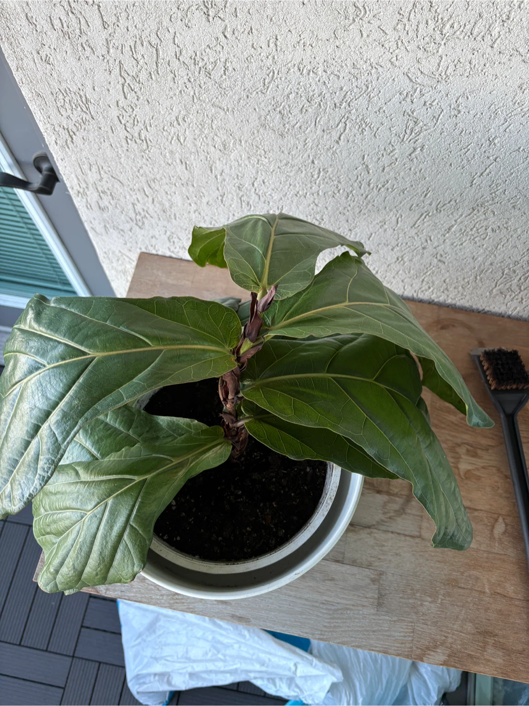 Fiddle Leaf Fig Plant - photo 2