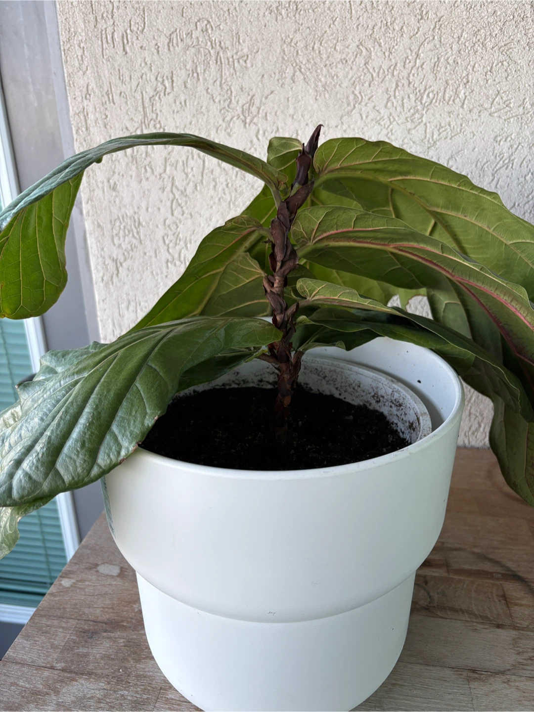 Fiddle Leaf Fig Plant