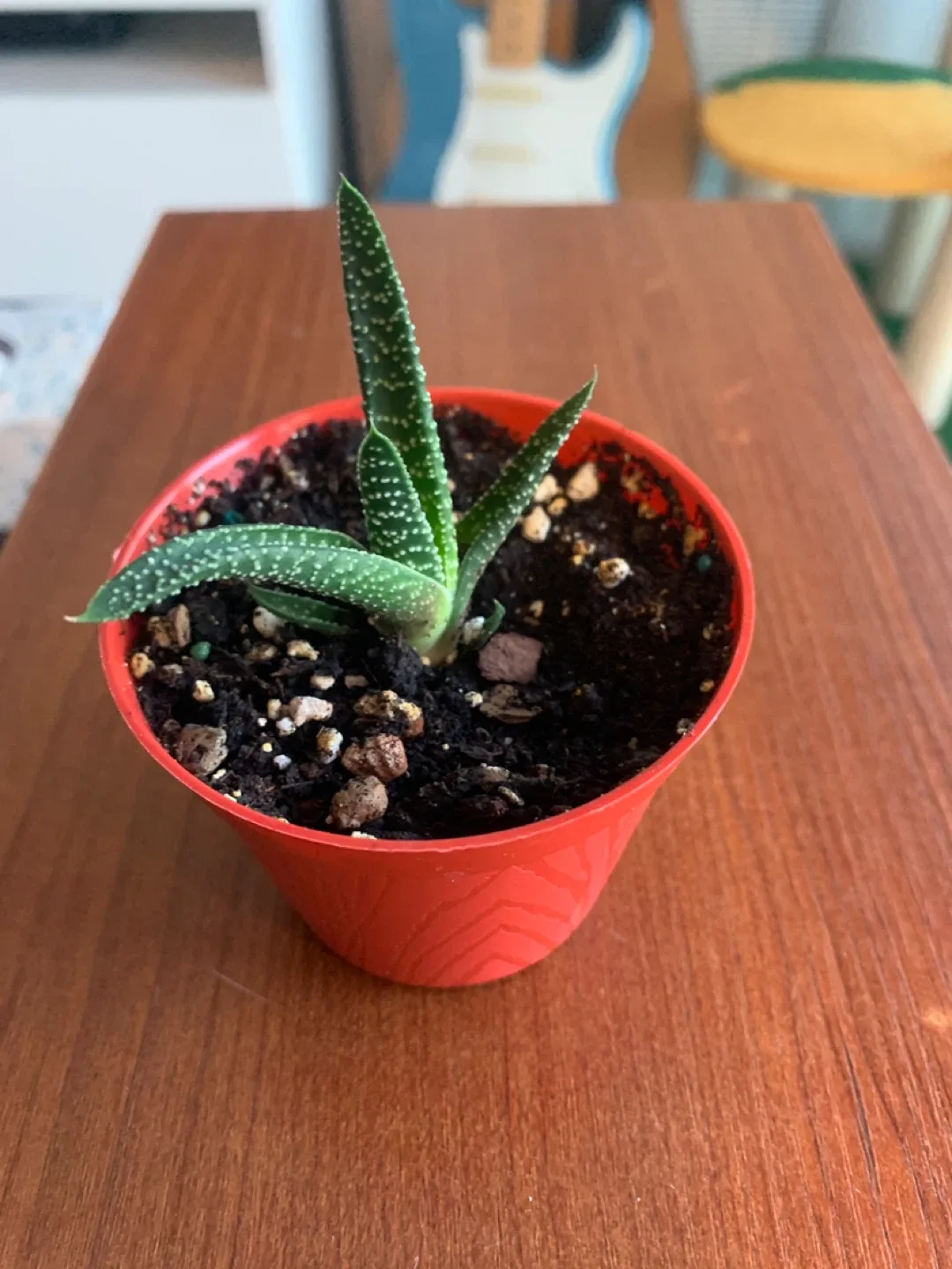 ‼️MOVING SALE‼️ Small - medium Potted Haworthia Plant thumbnail