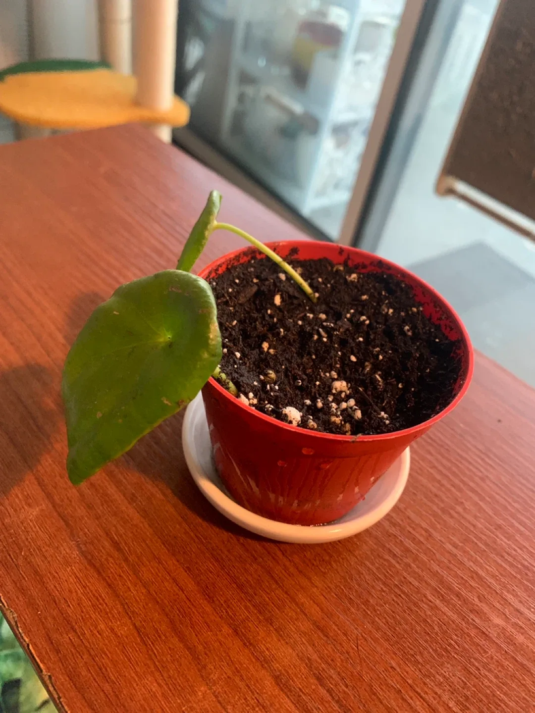 ‼️MOVING SALE‼️ Potted Pilea peperomioides baby image indicator(2)